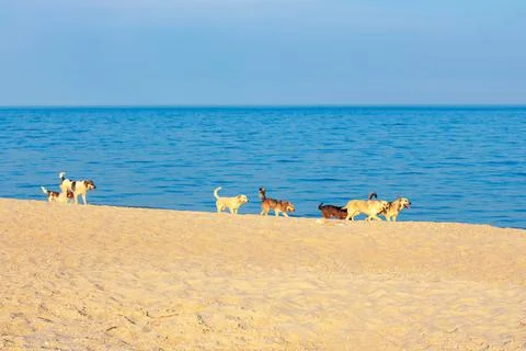 Seaside dogs Stock Photos