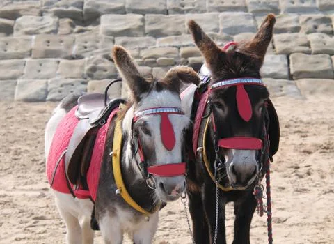 Seaside Donkeys. Stock Photos