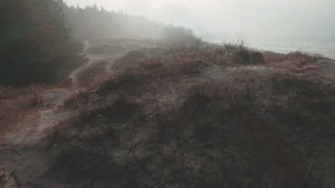 Seaside dunes at winter time, evergreen pine forest, aerial view 動画素材 146083137