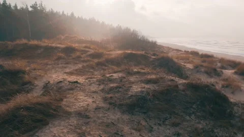 Seaside dunes at winter time, evergreen pine forest, aerial view Stock Footage 146083186