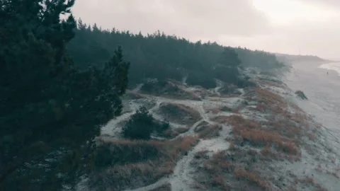 Seaside dunes at winter time, evergreen pine forest, aerial view Stock-Footage 146083210