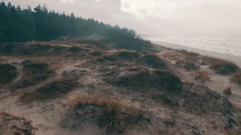 Seaside dunes at winter time, evergreen pine forest, aerial view Stock Footage 146083237