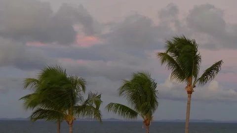 Seaside Elegance: Three Palm Trees by the Ocean Stock Footage 255531560