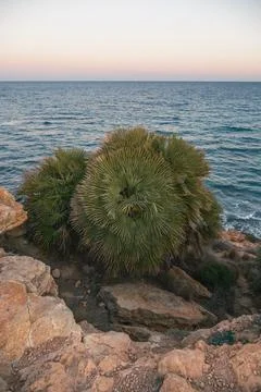 Seaside Flora Stock Photos