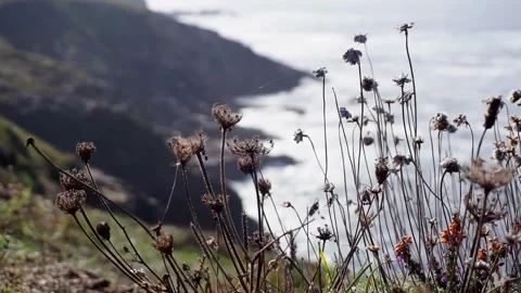 Seaside flowers on the cliff edge Stock Footage 157640494