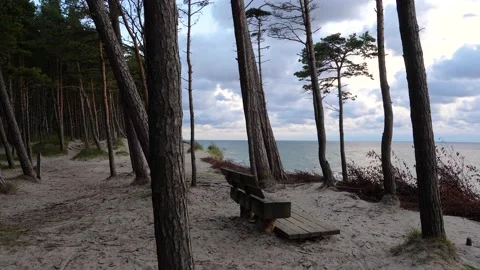 Seaside forest Video stock 195298567