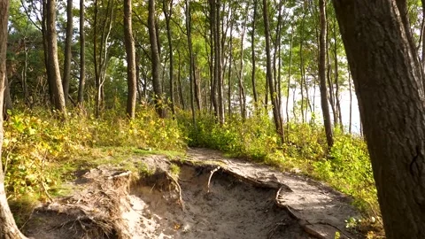 Seaside forest Video stock 195298577