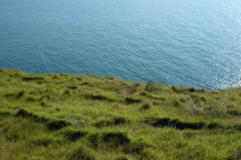 Seaside grass Fotos Stock