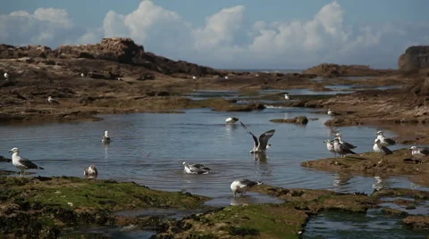 Seaside Gulls Stock Footage 64403762