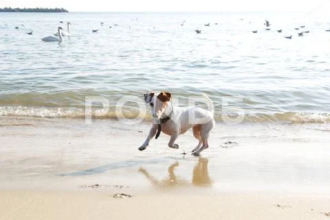 On seaside: Jack Russel Terier Model 4