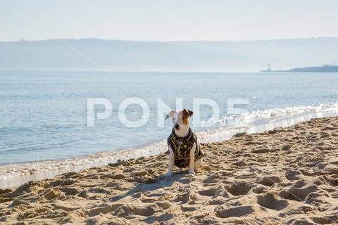 On seaside: Jack Russel Terier Model 3