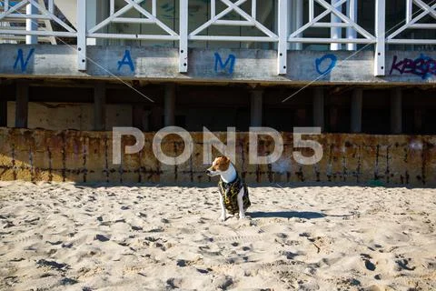 On seaside: Jack Russel Terier Model