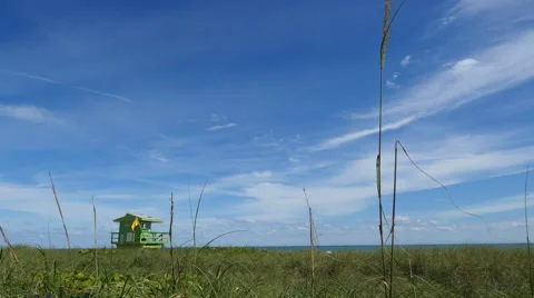 Seaside landscape swaying in the wind Stock Footage 60401521