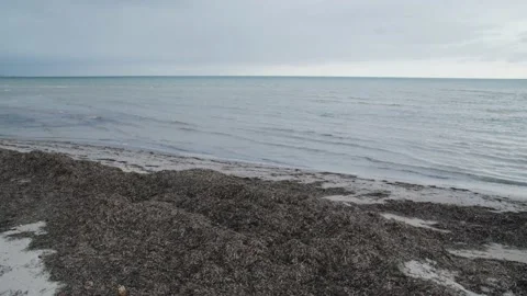 Seaside with lots of algae washed up on the beach Stock Footage 236314707