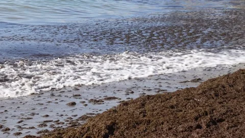 Seaside of the ocean filled with algae Stock Footage 283865905