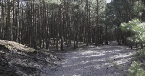Seaside pine forest, 4K Stock Footage 184032220