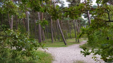 Seaside pine forest Video stock 195298579