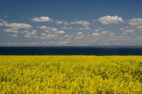 Seaside rape Stock Photos