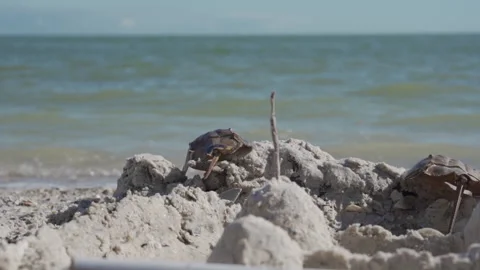 Seaside Sandcastle 動画素材 169201682