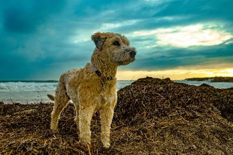 Seaside Sentry Stock Photos