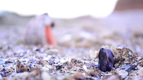 In Seaside, a shift from a shell sharf another. Great sound of the sea is the Stock Footage 91921375