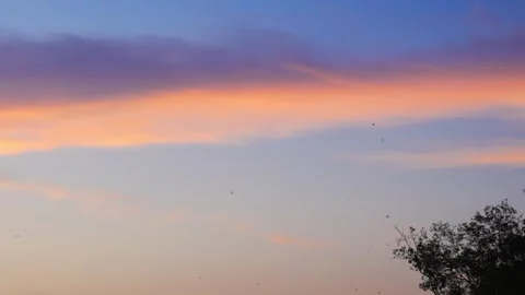 Seaside Sunset with Lighthouse and Flying Birds Stock Footage 312920964