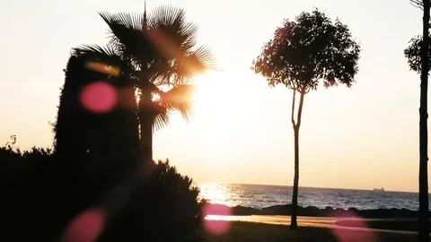 Seaside View with Palms and Sunset Stock Footage 123766693