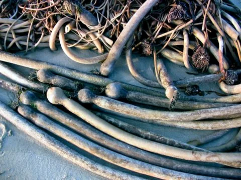 SeasideWeed Stock Photos