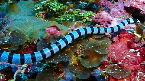 Seasnake colourful 4K Stock Footage 331276468