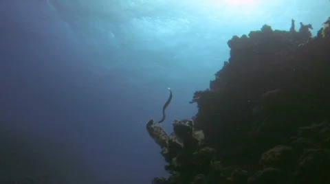 SeaSnake Stock Footage