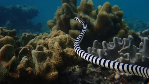 Seasnake in slow motion Stock Footage 132593382