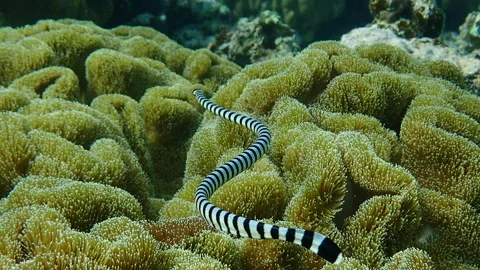 Seasnake in slow motion Stock Footage 132597979