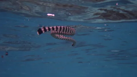 Seasnake in the surface Stock Footage 132597444