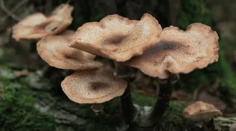 In the season autumn Stock Footage