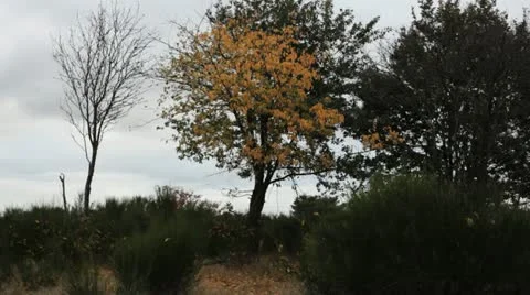 In the season autumn trees lose their leafs, this green and yellow tree Stock Footage