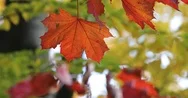 Season Of Beautiful Autumn Leaves. Nature Background. Stock Footage