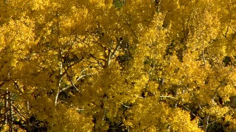 Season Change Stock Footage 10888002