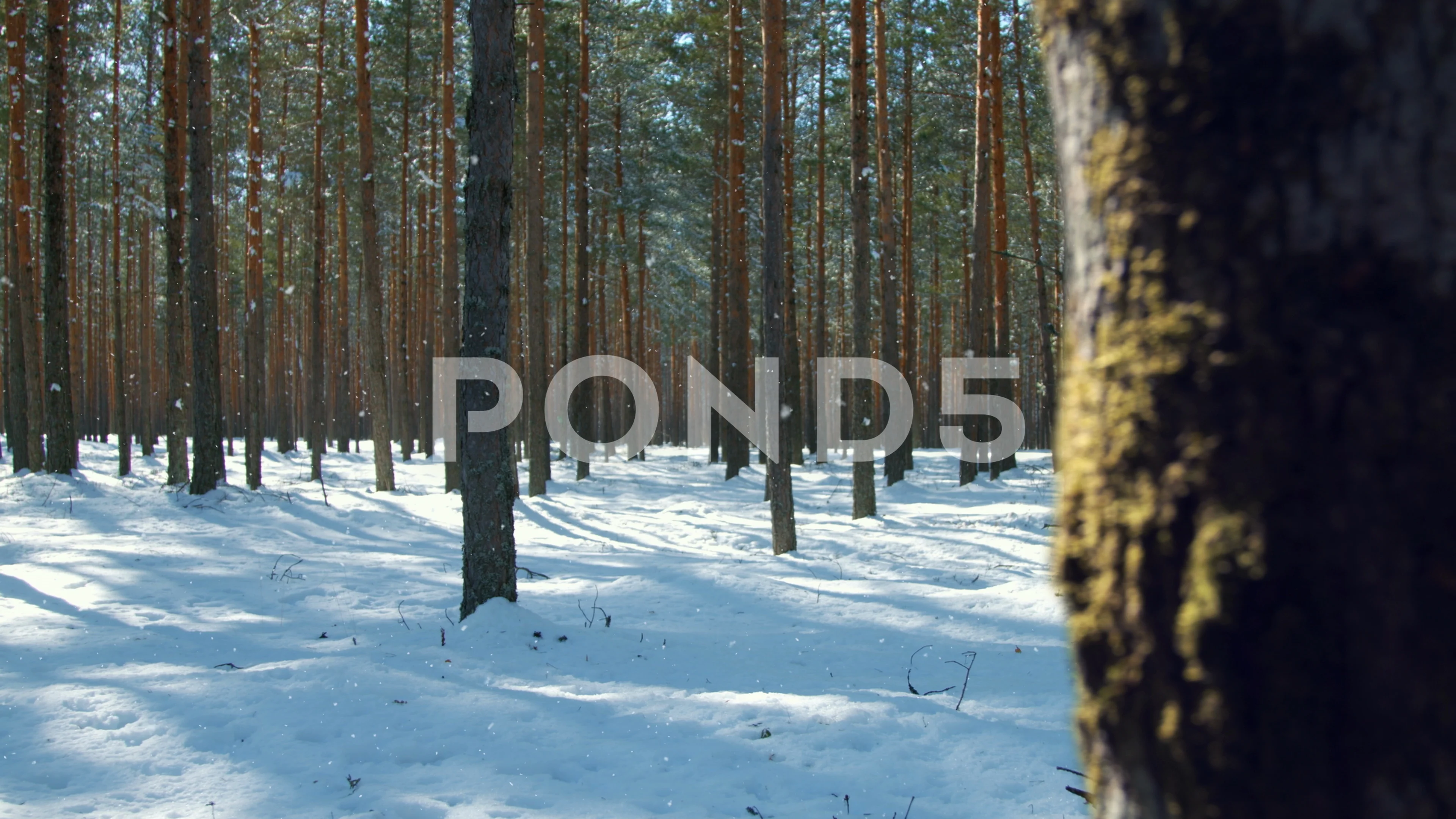 Season change transition from winter to summer in forest