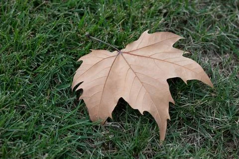 Season is changing , Dried Maple Leaf on the Green yard Stock Photos