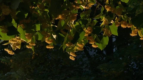 Season of lime blossoming - Close up Stock Footage 90438341