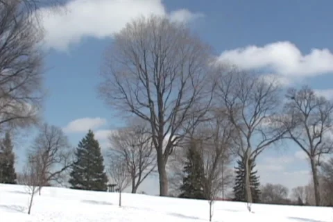 Season transition from Winter to Spring of Maple tree Stock Footage 234088085