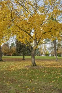 Seasonal changes in a park Gresham Oregon. Stock Photos