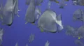 Seasonal gathering - large school of fish-29.97fps HD Footage