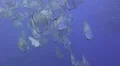 Seasonal gathering - large school of fish-29.97fps HD Footage