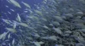 Seasonal gathering - large school of parrot fish - 25fps HD Footage