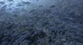 Seasonal gathering - large school of parrot fish - 25fps HD Footage