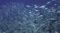 Seasonal gathering - large school of parrot fish - 25fps HD Footage