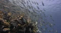 Seasonal gathering - large school of parrot fish - 29.97fps HD Footage