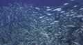 Seasonal gathering - large school of parrot fish - 29.97fps HD Footage