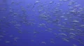 Seasonal gathering - large school of snapper fish 25fps HD Footage